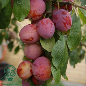 Prunus dom. ´Victoria´ Podet på St. Julien