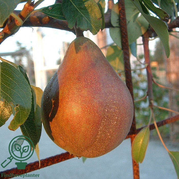 Pyrus com. 'Clapps Favorite'