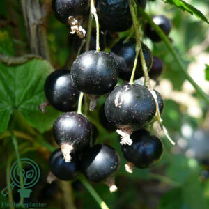 Ribes nig. 'Titania' C7,5 Busk (Søjle-solbær)
