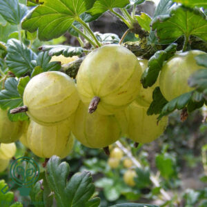 Ribes uva. 'Invicta' C7,5 Busk