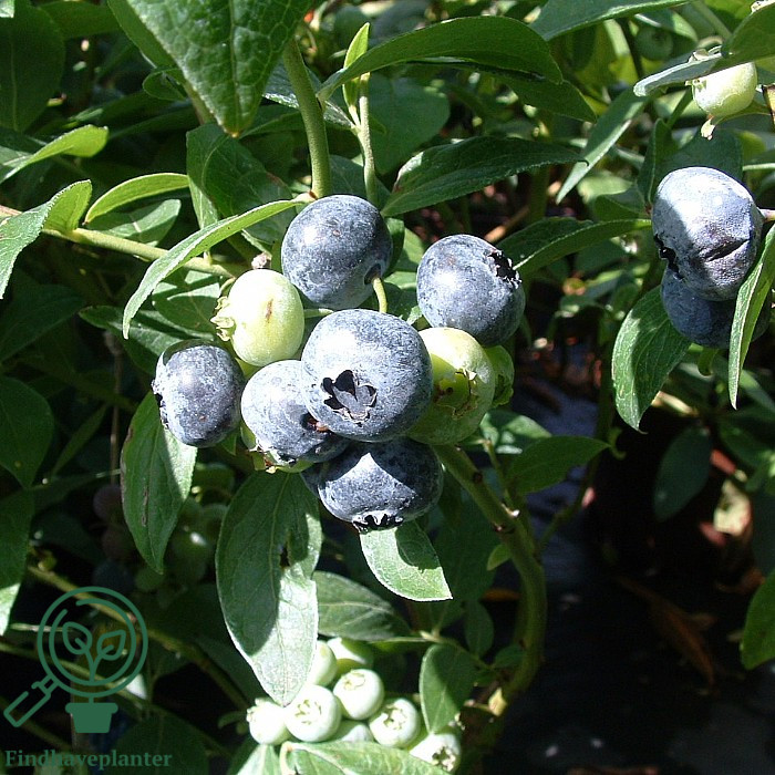Vaccinium cor. ´Bluecrop´. Amerikansk Blåbær C5,0 Busk