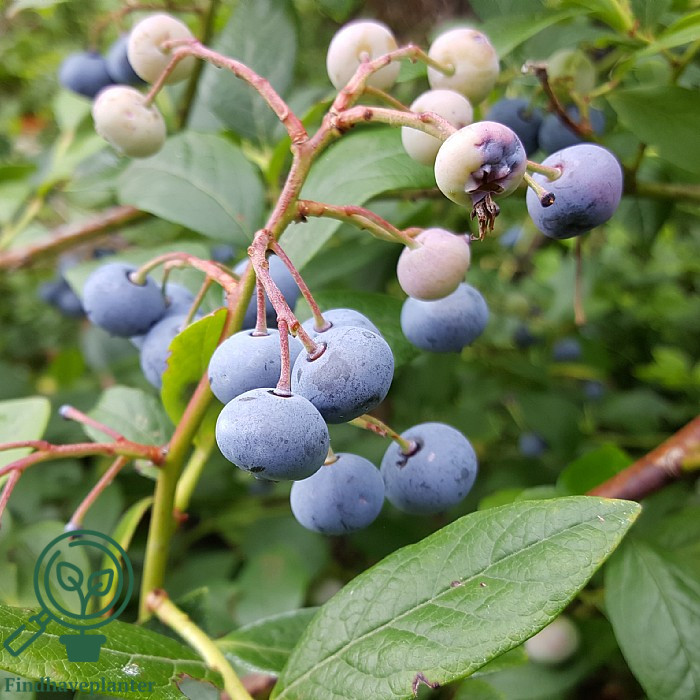 Vaccinium cor.n `Patriot`. Amerikansk Blåbær