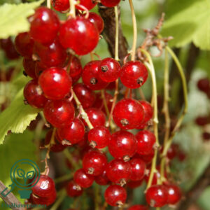 Ribes rub. 'Jonkheer Van Tets´  C7,5 Busk (søjleribs)