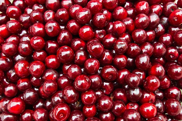 Prunus avi. 'Morello'