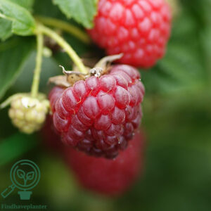 Rubus ida. 'Autumn Bliss'. Efterårshindbær