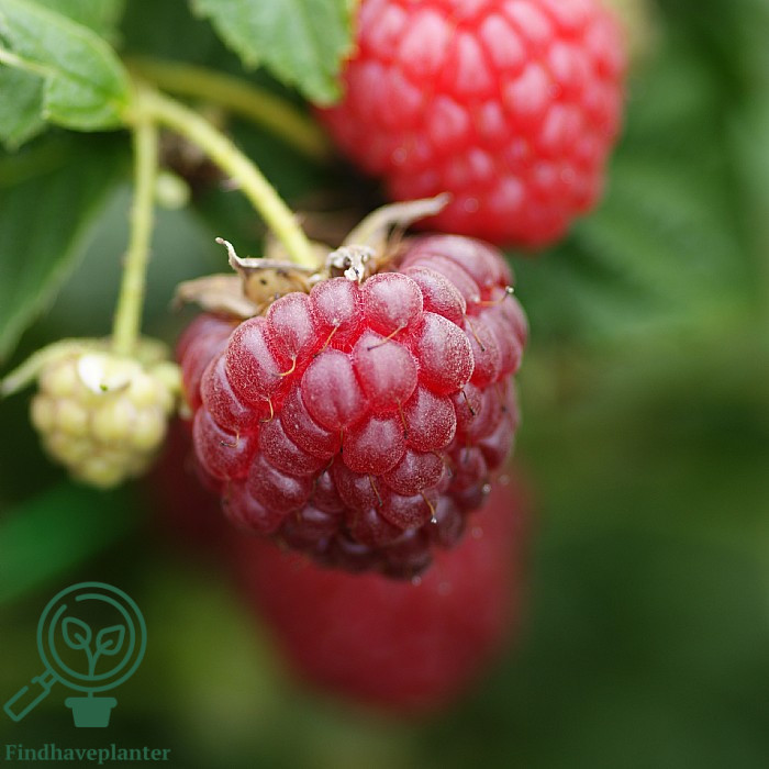 Rubus ida. 'Autumn Bliss'. Efterårshindbær