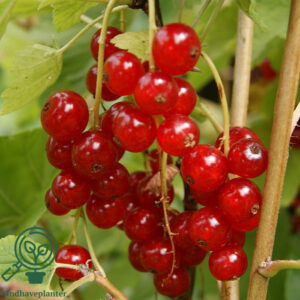 Ribes rub. 'Rovada' C7,5 Busk