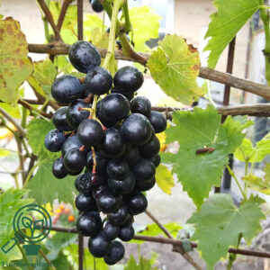 Vitis ´Muscat Bleu´