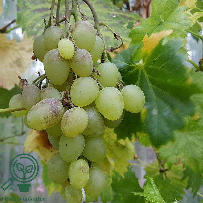 Vitis ´Juliana´