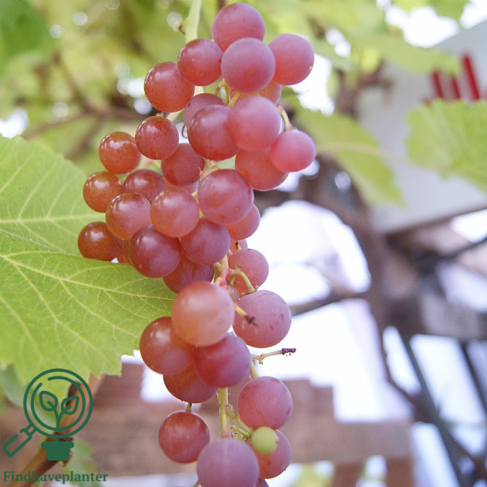 Vitis ´Suffolk Red´