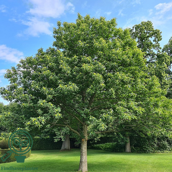 Castanea sativa - Billede 5