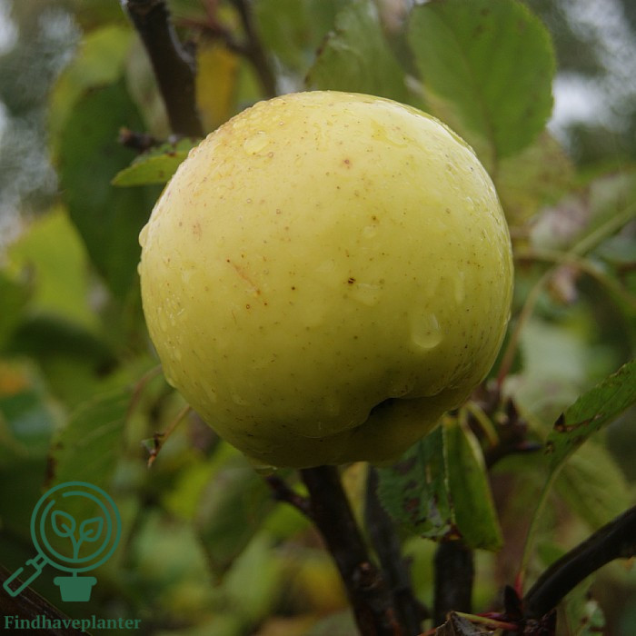 Malus dom. ´Goldlane´