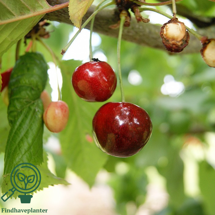 Prunus avi. `Early Star´