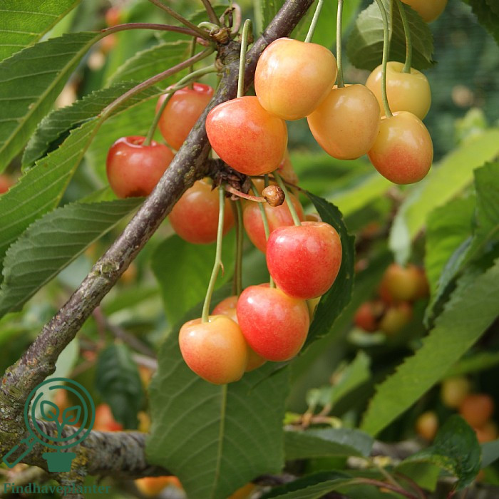 Prunus avi. ´Merton Glory´