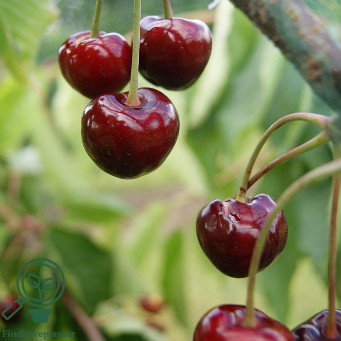 Prunus avi. `Nabigos`