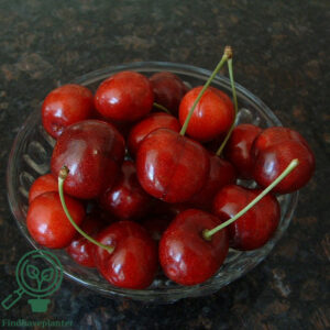 Prunus avi. ´reg,` 3 år 180 cm stamme
