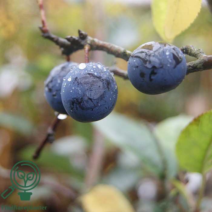Prunus dom. ssp. Insititia ´Rågø´