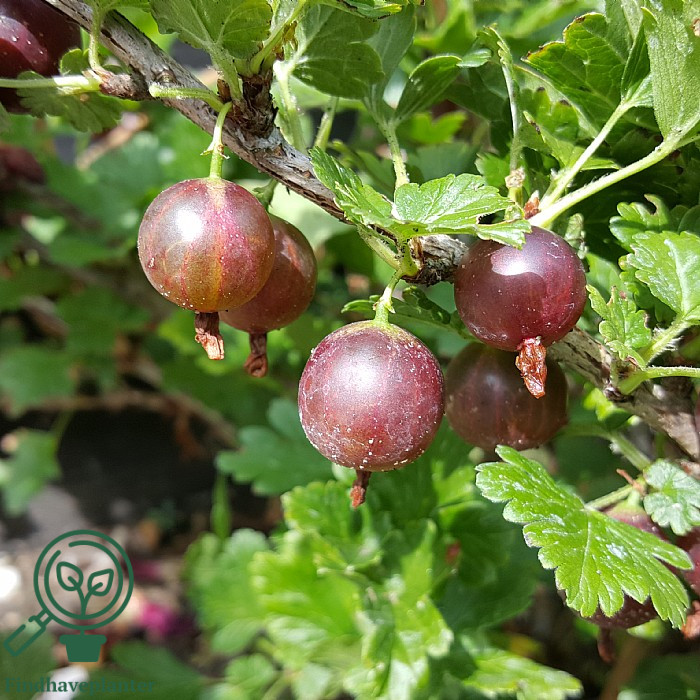 Ribes uva. ´Easycrisp Lady Late´