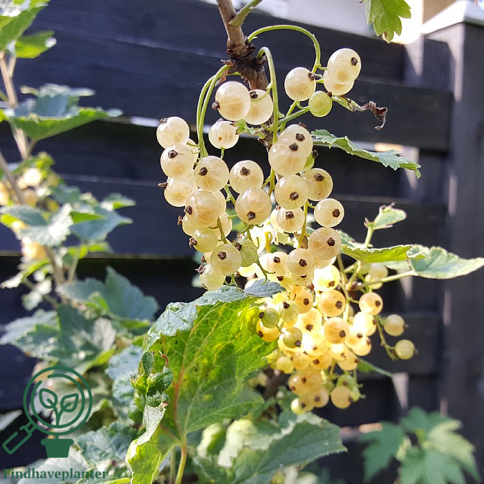 Ribes rub. ´White Pearl´