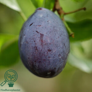 Prunus dom. ´Jojo´ Podet på St. Julien