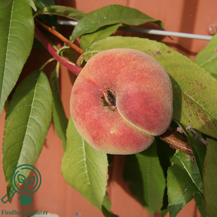 Prunus persica ´Saturn´ Tallerkenfersken