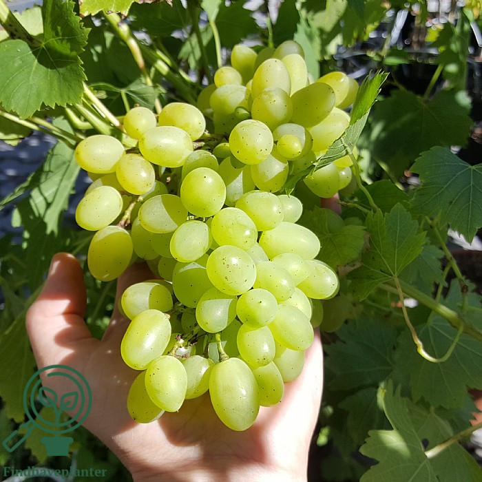 Vitis ´Lilla´