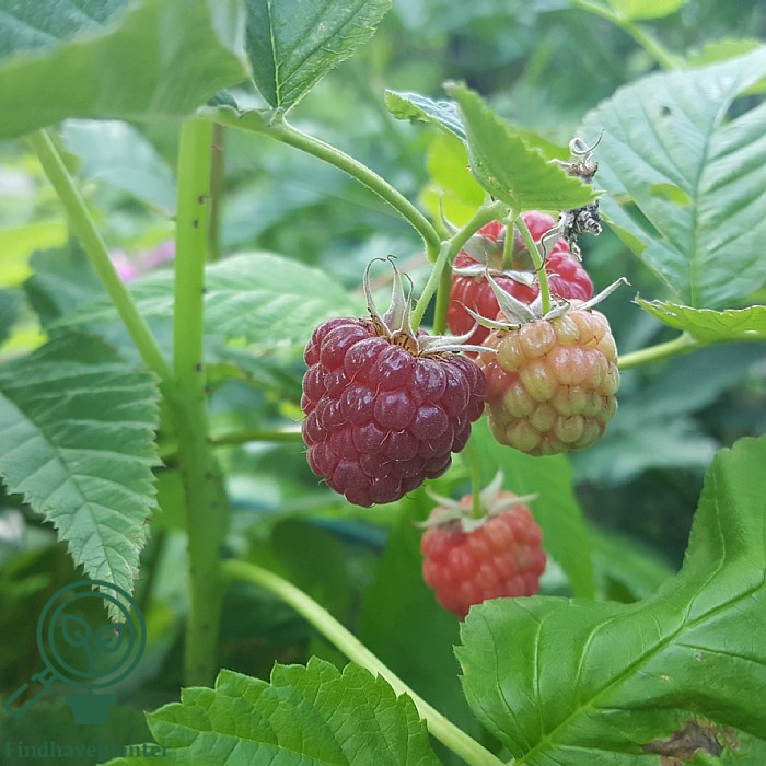 Rubus ida. ´Autumn First´. Efterårshindbær