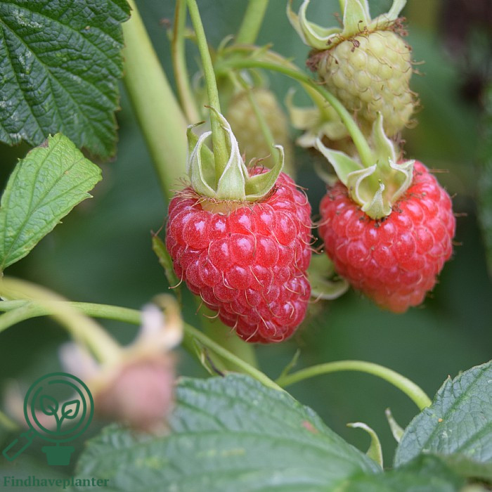 Rubus ida. ´Autumn Treasure´. Tornfri Efterårshindbær