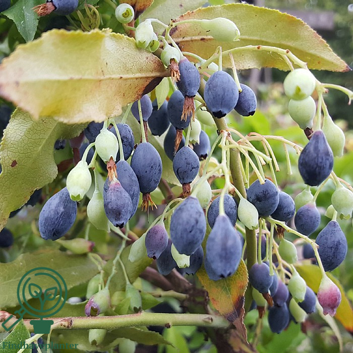 Vaccinium cylindraceum ´Blautropf´