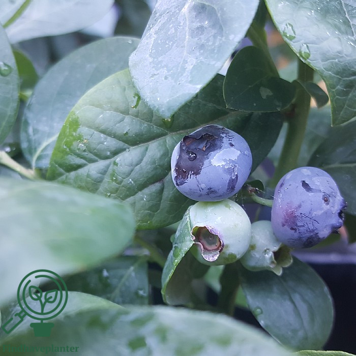 Vaccinium ´Peach Sorbet´. Blåbær, BrazelBerries