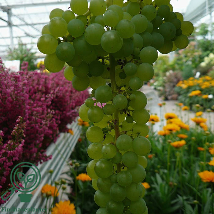 Vitis ´Lakemont´