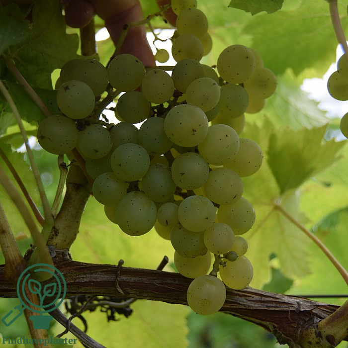 Vitis ´Ortega´