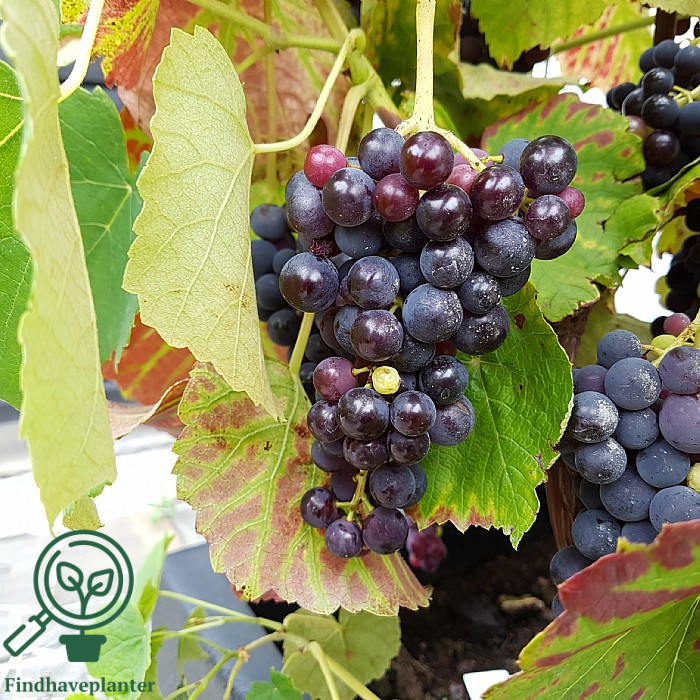 Vitis ´Venus´