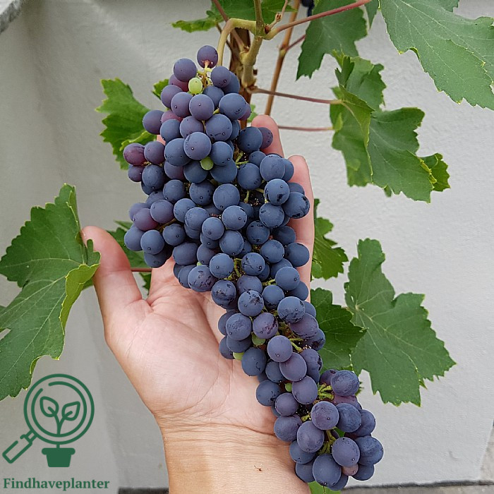 Vitis ´Luis ´