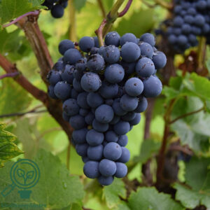Vitis ´Regent´