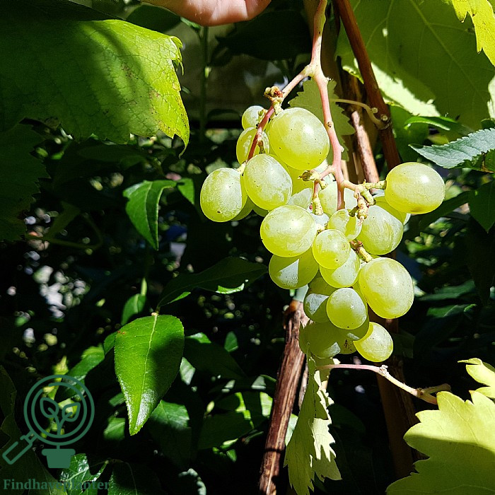 Vitis ´Frumoasa Alba´
