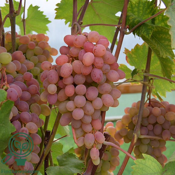 Vitis ´Katharina´