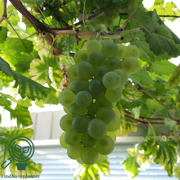 Vitis ´Bianca´