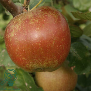 Malus dom. ´ Rød Boskoop´ Podet på M106