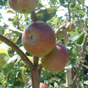 Malus dom. ´Cox Orange Renette´ Podet på M26