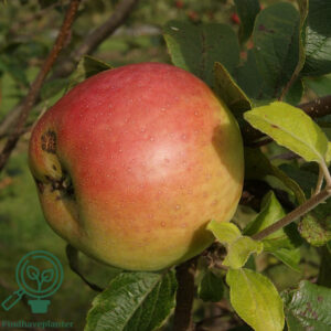 Malus dom. ´Filippa´ Podet på M106