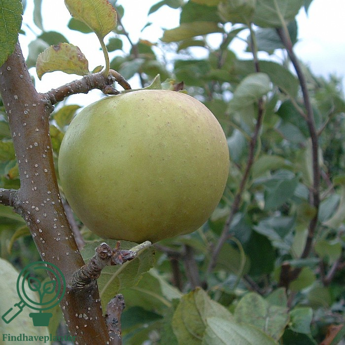 Malus dom. ´Golden Delicious´