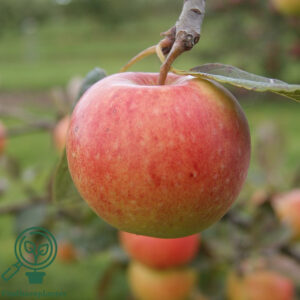 Malus dom.  ´James Grieve´ Podet på M26