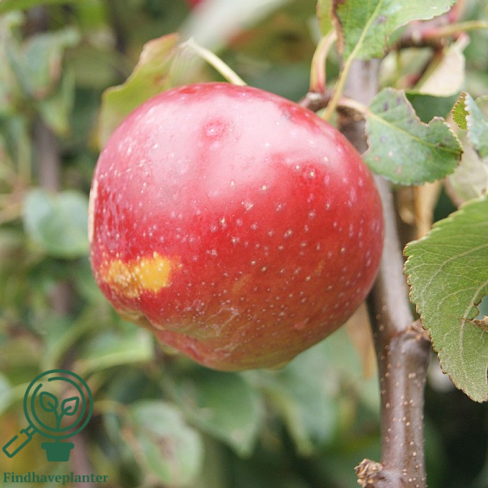 Malus dom. ´Lobo´ Podet på M106