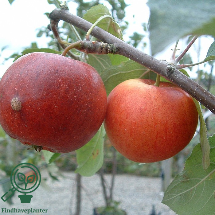 Malus dom. ´Red free´