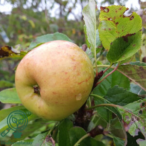 Malus dom. `Topaz´ Podet på M27