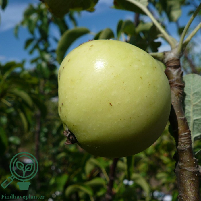 Malus dom. ´Transparente Blanche´