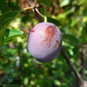 Prunus dom. ´Kirkes´ Podet på Prunus St. Julien
