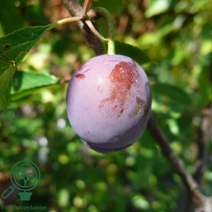 Prunus dom. ´Kirkes´ Podet på Prunus St. Julien