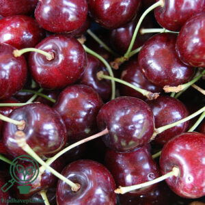 Prunus avi. ´Lapins´ 3 år 180 cm stamme Podet på Colt